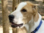 Lovely Bully Kutta dog