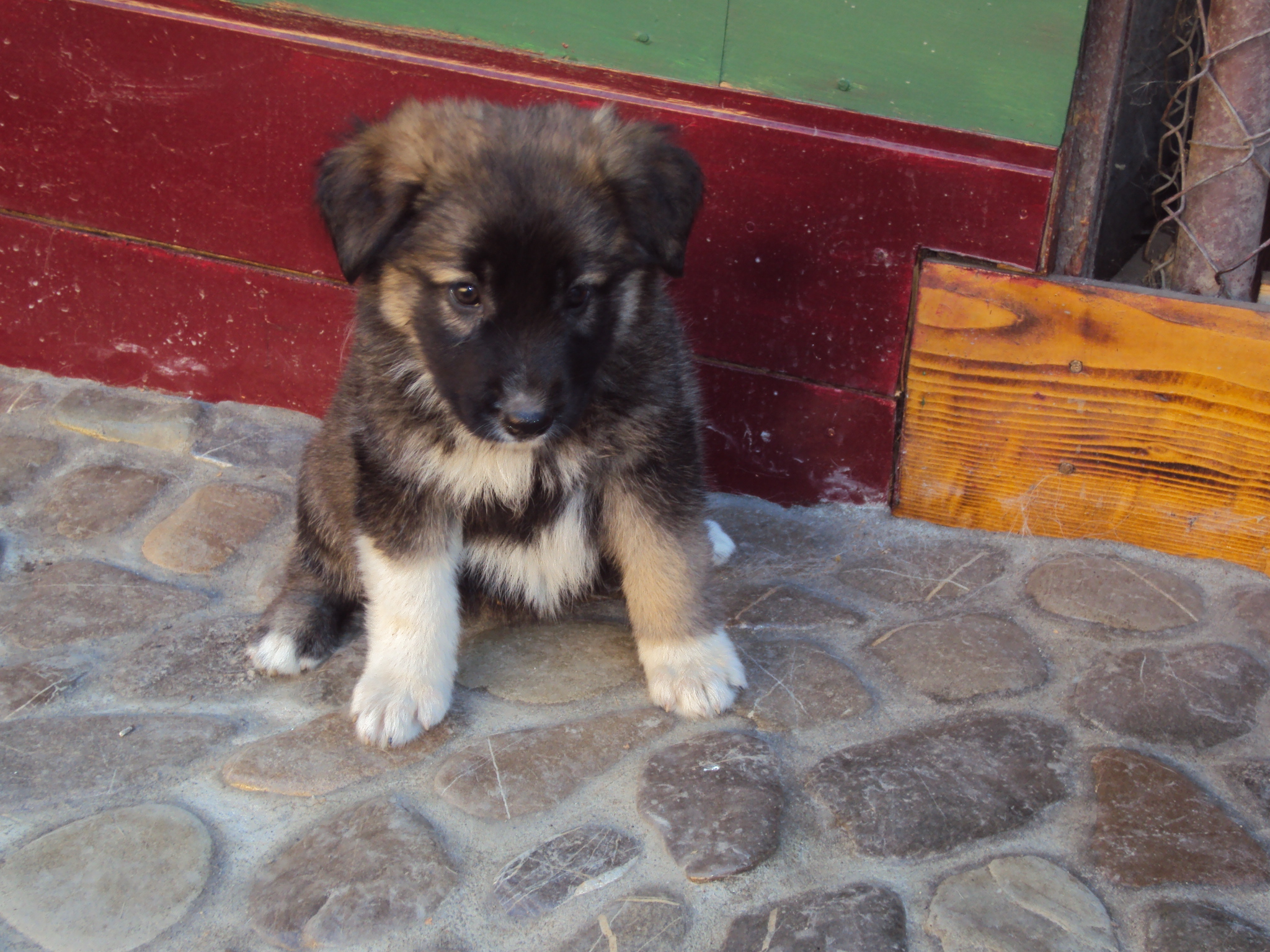 Милый щенок румынской карпатской овчарки фото