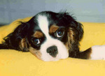 Cute Cavalier King Charles Spaniel dog