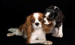 Lovely Cavalier King Charles Spaniel dogs