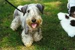 Lovely Cesky Terrier dog