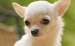 Lovely Chihuahua dog