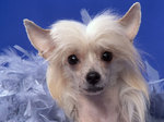 Lovely Chinese Crested dog blue