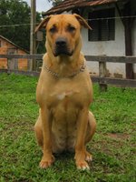 Lovely Cimarrón Uruguayo dog 