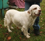 Lovely Clumber Spaniel dog