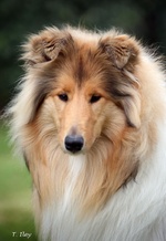 Lovely Collie Rough dog