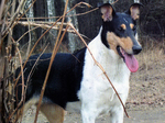 Lovely Collie Smooth dog