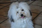 Lovely Coton de Tulear dog girl 