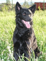 Lovely Croatian Sheepdog in the grass