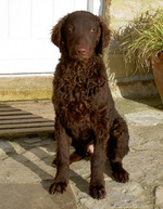 Lovely Curly Coated Retriever