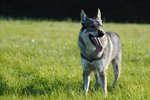 Lovely Czechoslovak Wolfdog dog