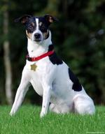 Lovely Danish Swedish Farmdog dog