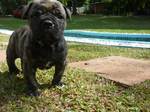 Lovely darlk Bulldog Campeiro puppy