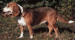 Lovely Deutsche Bracke dog