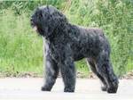 Lovely black Bouvier des Flandres dog