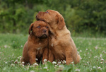 Lovely Dogue de Bordeaux puppies