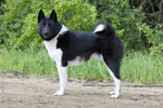 Lovely East Siberian Laika dog 