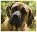 Lovely English Mastiff dog 