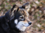  Lovely Finnish Lapphund 