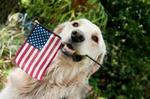 Lovely Flag Day golden retriever