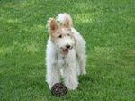 Lovely Fox Terrier,Wire dog