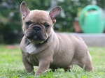 Lovely French Bulldog dog 