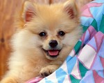 Lovely German Spitz dog