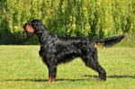 Lovely Gordon Setter dog