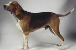 Lovely Grand Anglo-Français Tricolore dog 