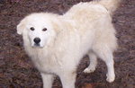 Lovely Great Pyrenees dog 