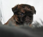 Lovely Griffon Bruxellois puppy