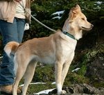 Lovely Himalayan Sheepdog dog