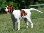 Lovely Irish Red and White Setter dog