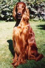 Lovely Irish Setter dog 