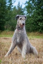 Lovely Irish Wolfhound dog 