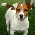 Lovely Jack Russell Terrier dog