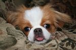 Lovely Japanese Chin dog 