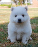 Lovely Japanese Spitz puppy