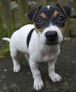 Lovely Japanese Terrier dog