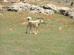 Lovely Kangal Dog