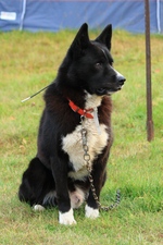 Lovely Karelian Bear Dog