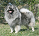 Lovely Keeshond dog