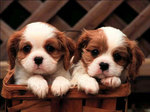 Lovely King Charles Spaniel dogs