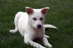 Lovely Kishu dog