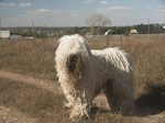 Lovely Komondor dog 