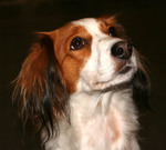 Lovely Kooikerhondje dog