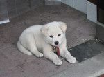 Прекрасный щенок корейской собаки Хиндо