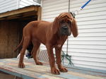 Lovely Korean Mastiff dog