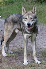 Lovely Kunming Wolfdog 