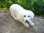 Lovely Kuvasz dog